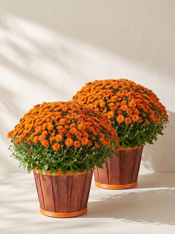 2 PACK 3QT ORANGE MUMS IN BUSHEL BASKET
